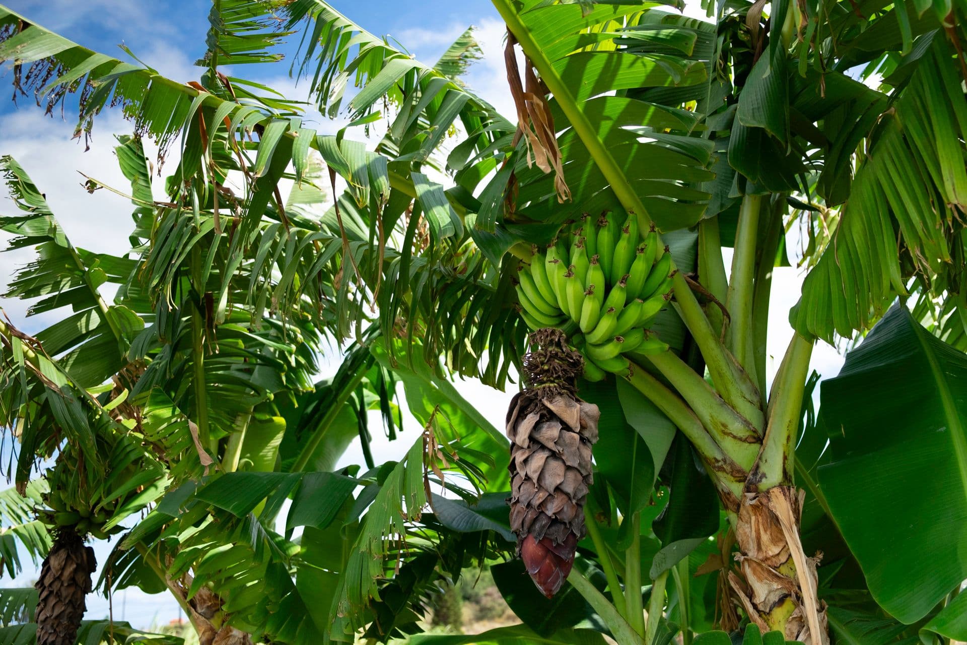 bananas on a banana tree on farm