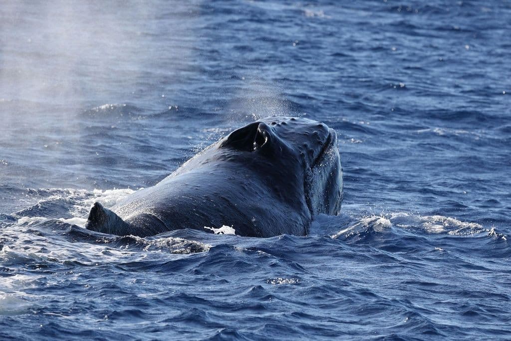 A young male whale "puffed up" to look bigger around the older male whales around him. Oahu whale watching hawaii.