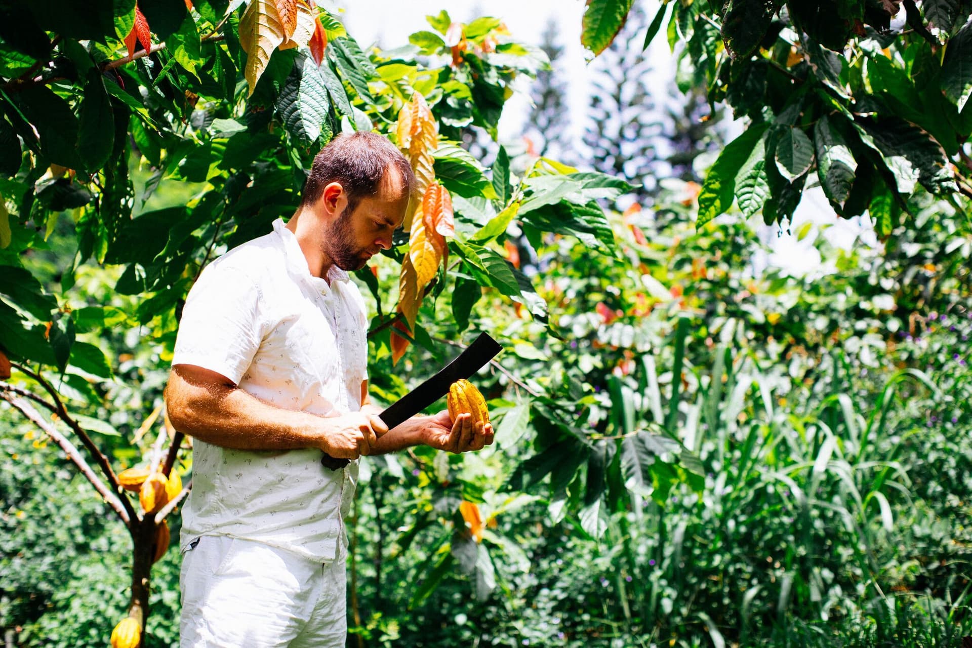 man cutting open cacao pod in the forest