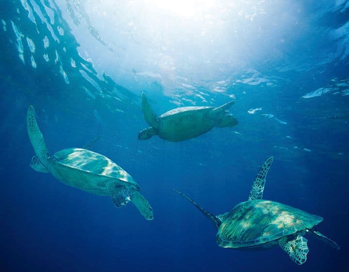 Image of turtles in sea
