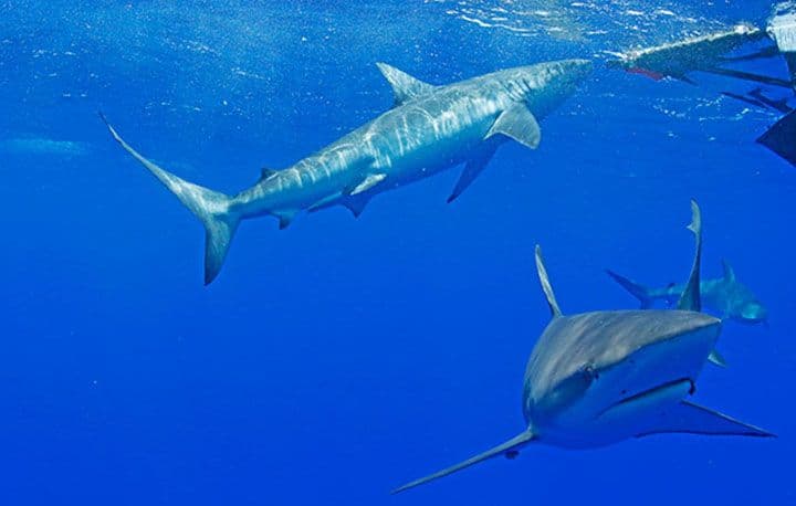 Galapagos sharks cruise in the ocean during a shark viewing expedition with Hawaii Shark Encounters off Haleiwa on Oahu's North Shore. Photo: Jamm Aquino/The Honolulu Star-Advertiser.