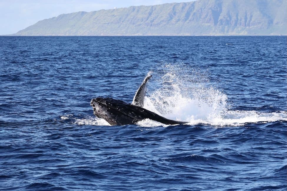 Whale watching on oahu hawaii.