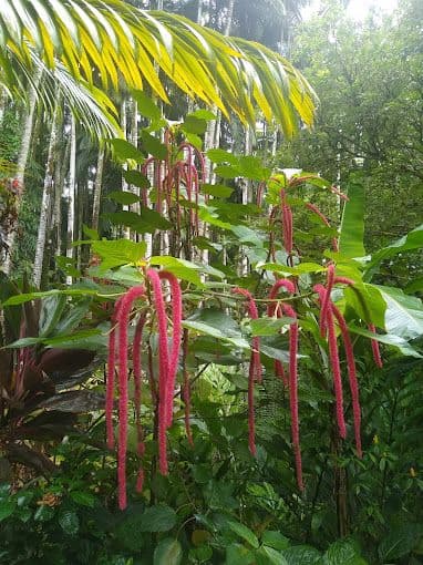 Local red chenille plant (Photo Credit: HawaiianScribe)