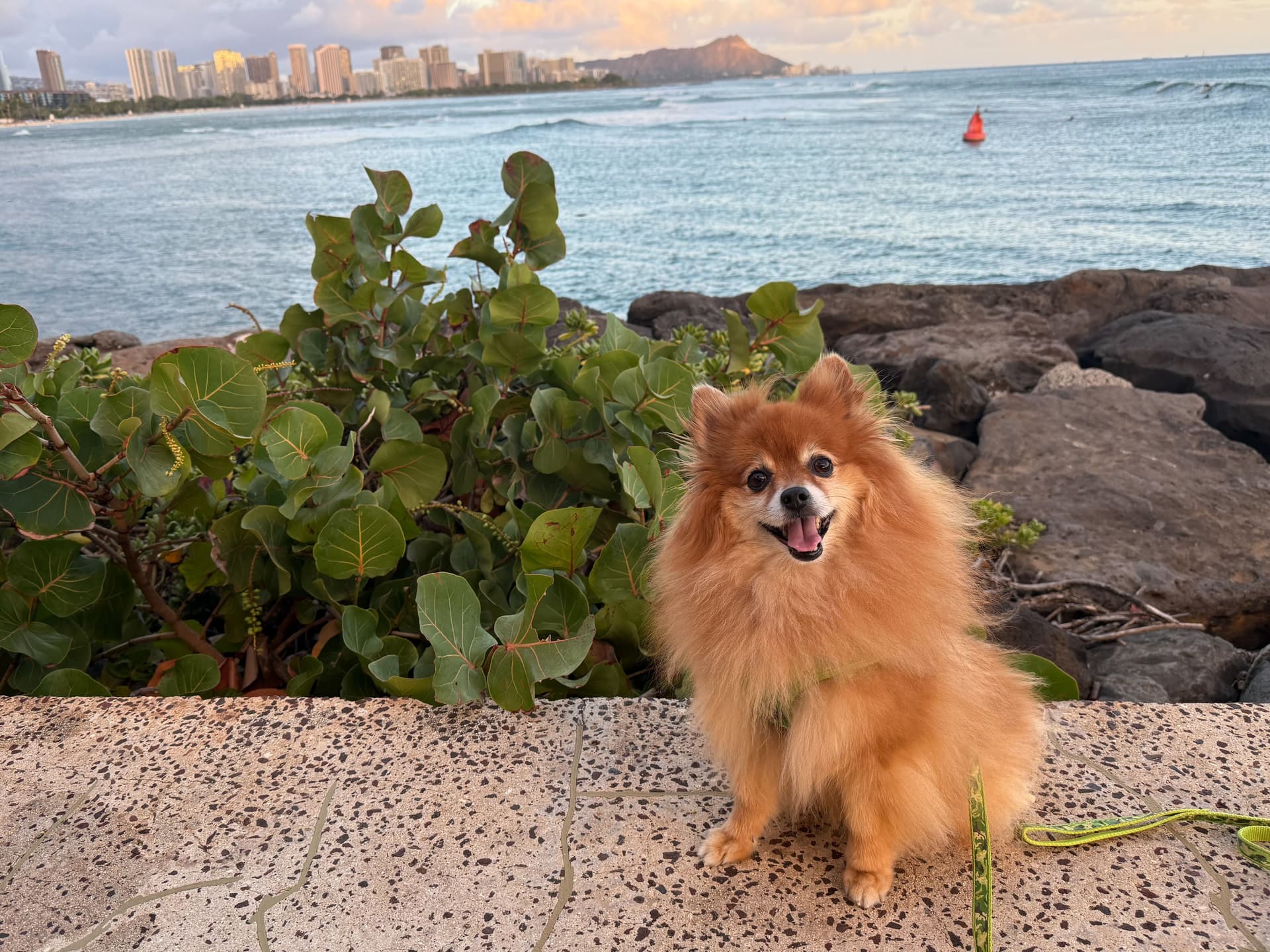 A dog smiling in front of diamond head and the ocean