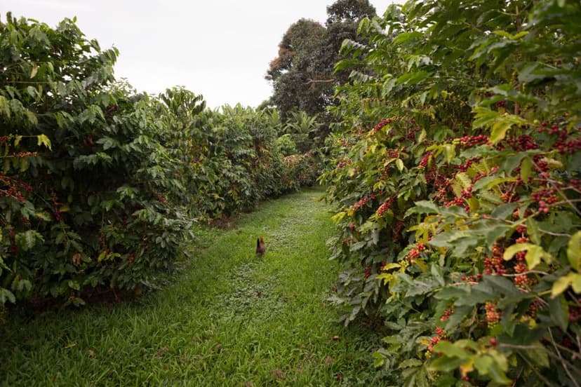 The Best Farm Tours in Hawaiʻi to Savor the Soul of the Islands