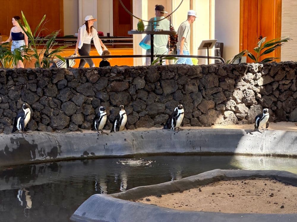 The African penguin exhibit at Hyatt Maui in Hawaii.