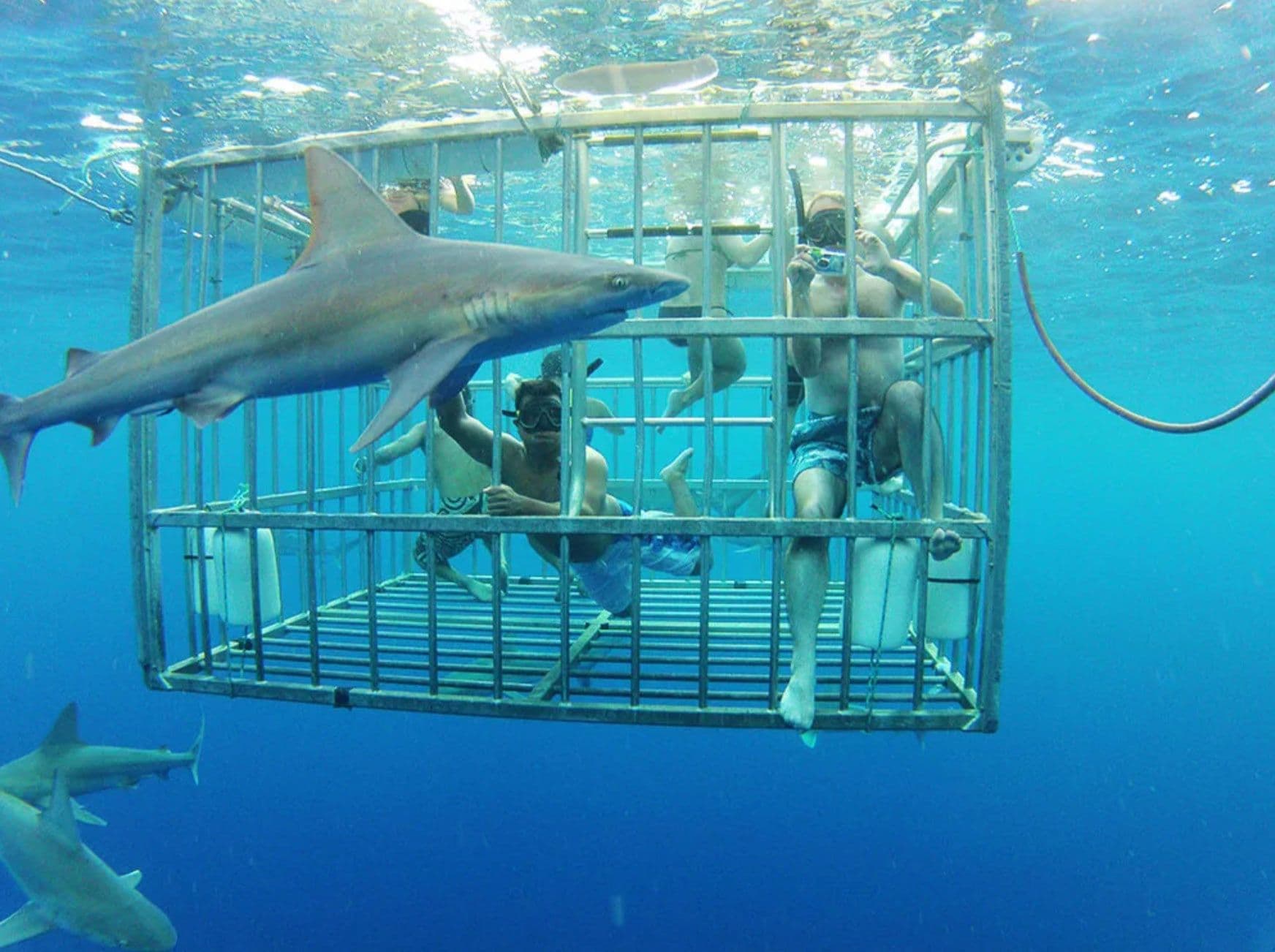 Shark Cage Diving On Oahu, Hawaii