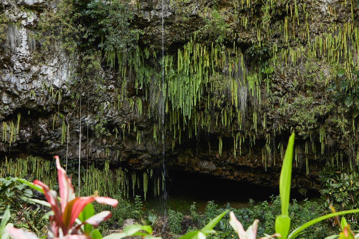 The Fern Grotto. Photo by Daeja Fallas, courtesy of Hawaiʻi Tourism Authority.
