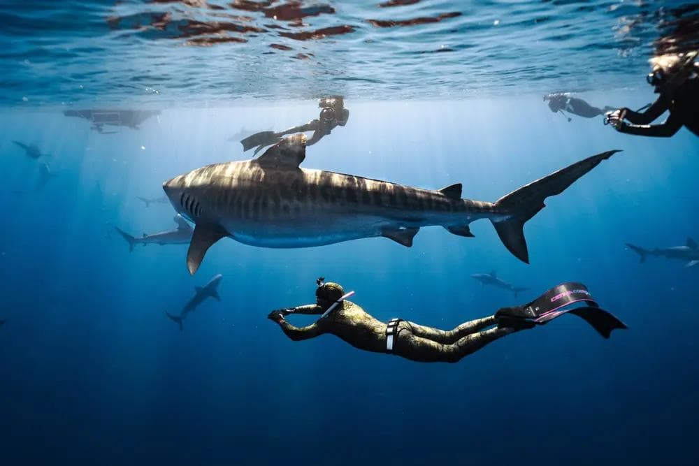 Experience O'ahuʻs Wildest Adventures