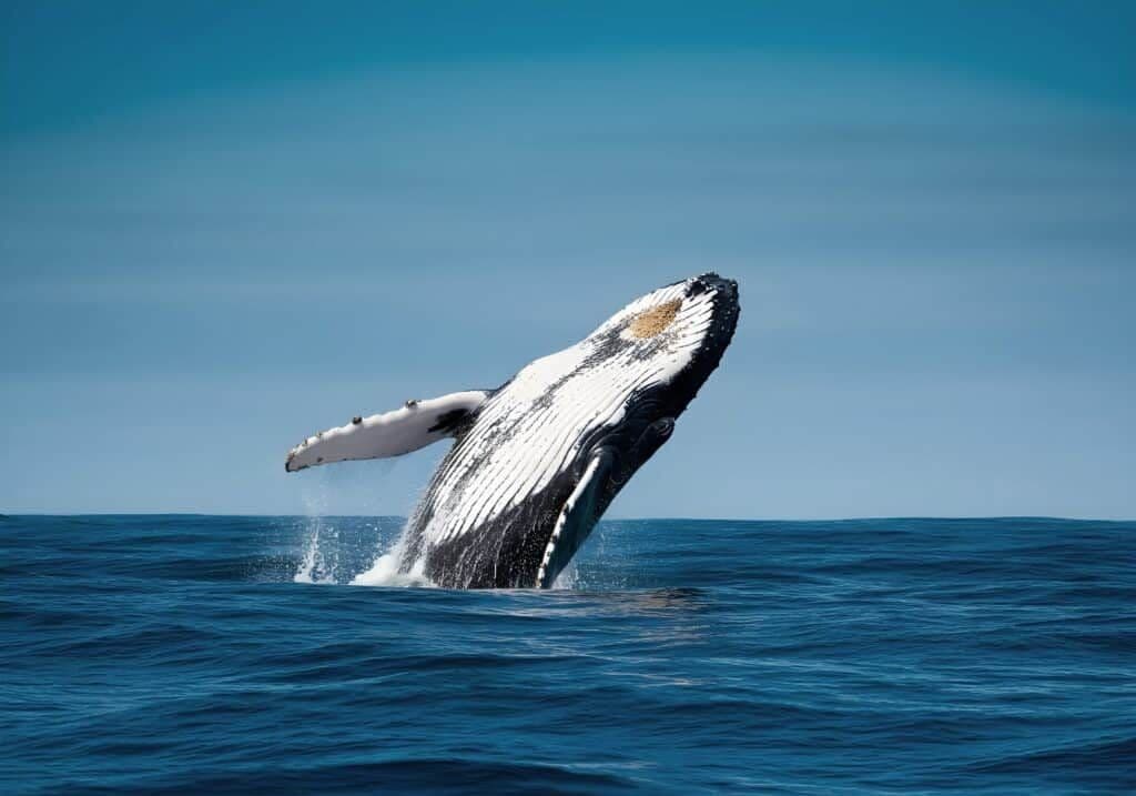 Hawaii Nautical Honi Olanihateii hawiia hawaii. hawaiii hawiaii hwaii hawaai hawall hawii hawwai hawwaii hawwii hiwaii haiwaii hawia hawwi 2552638893