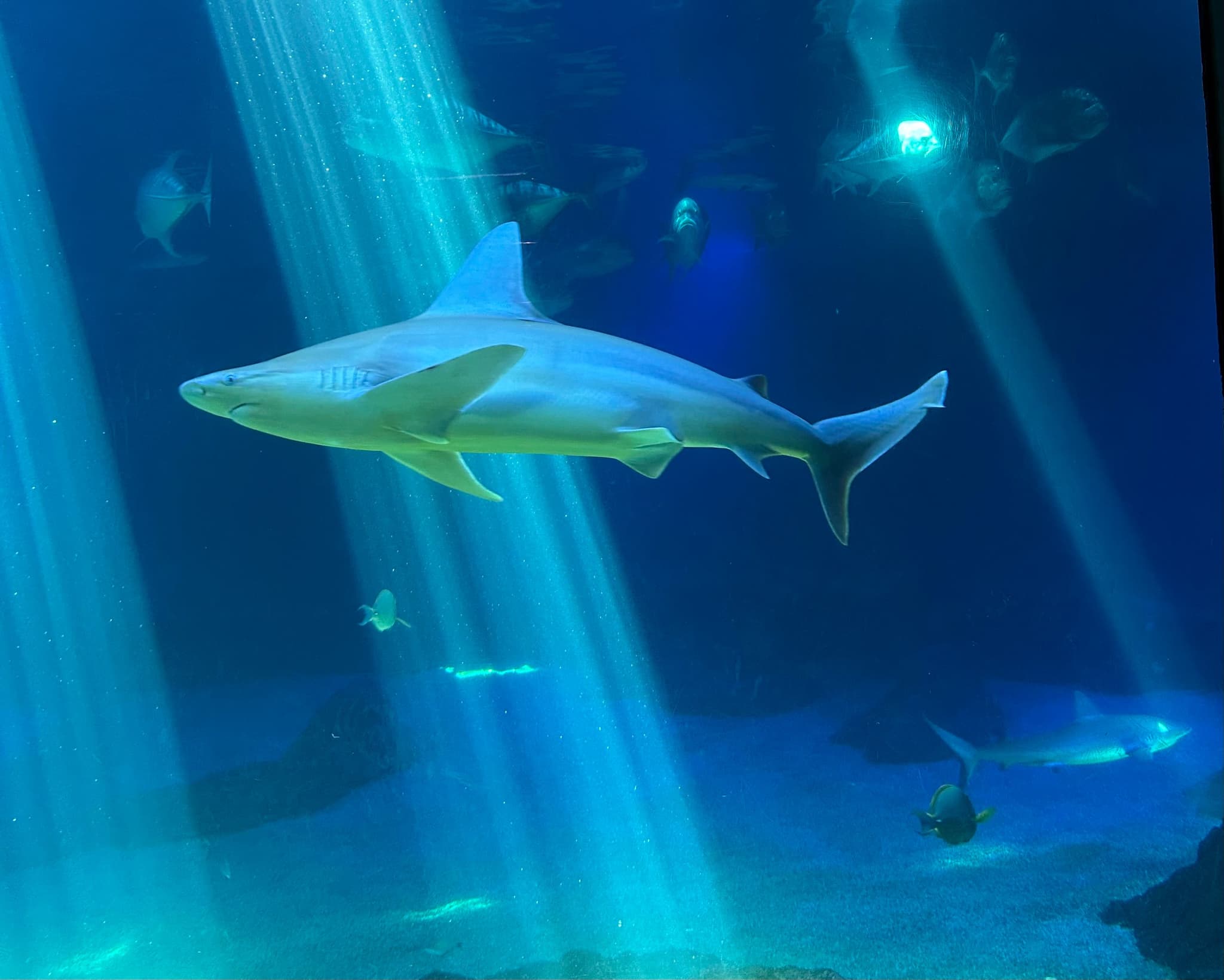 The Open Ocean exhibit. Photo by Sarah Burchard.