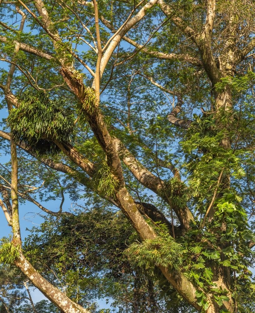 Koa Tree. Photo by Shutterstock.