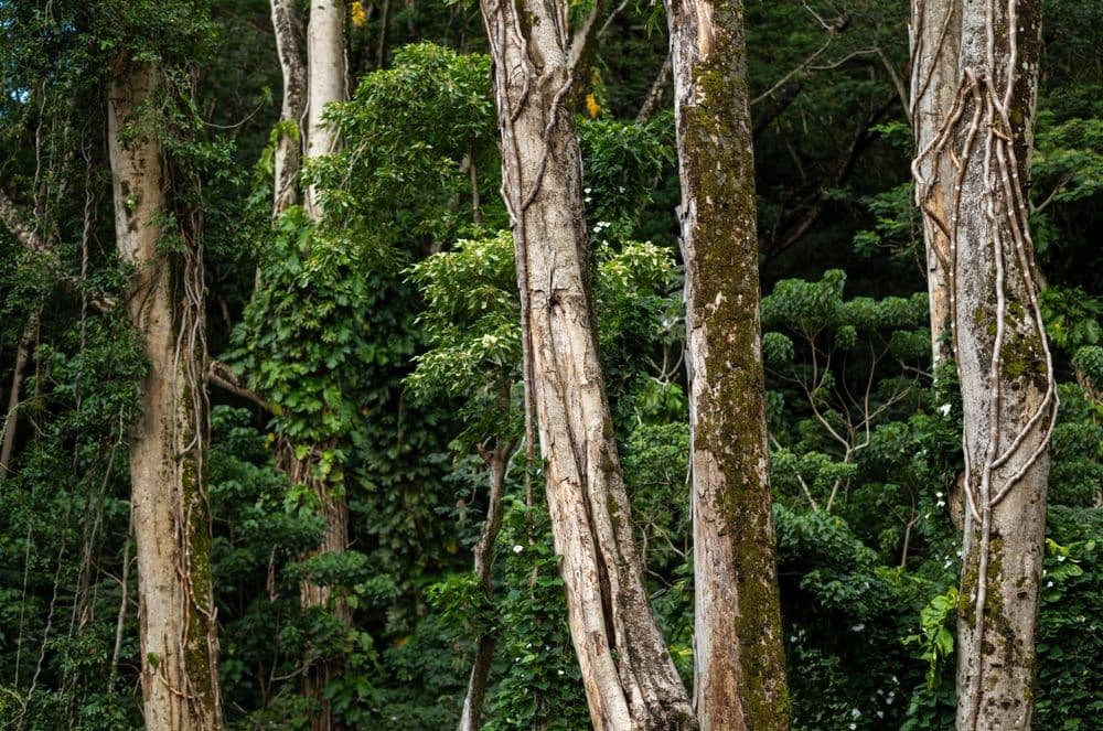 ʻIliahi, also known as sandalwood tree. Photo by Shutterstock.