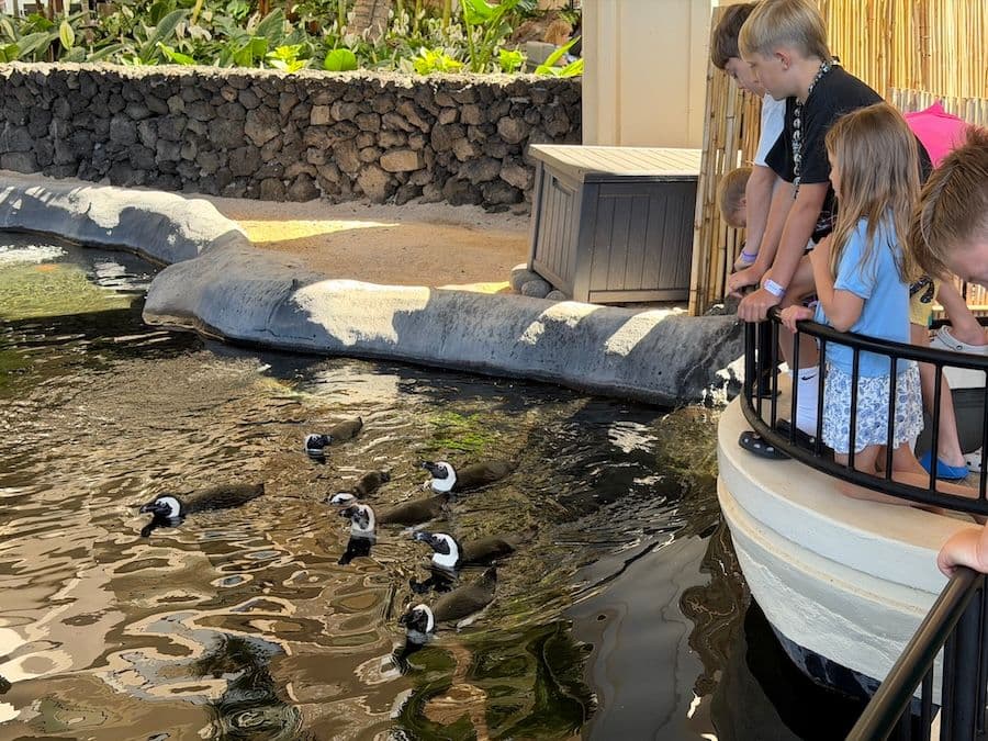 Kids look over a railing at African penguins swimming at Hyatt Maui in Hawaii.