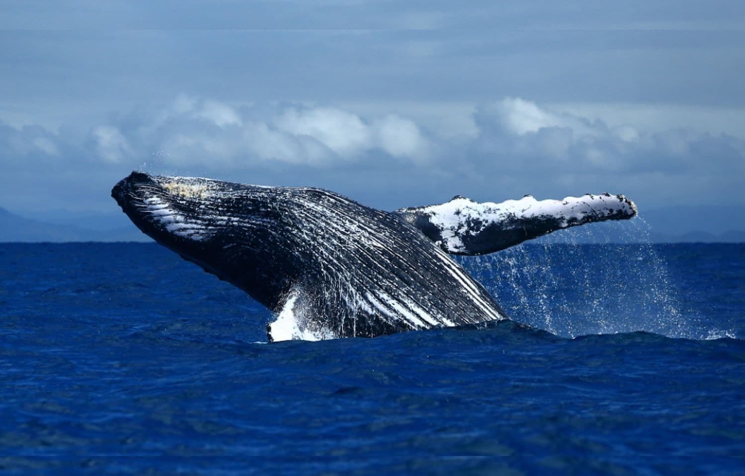 Whale breaching on oahu, hawaii.