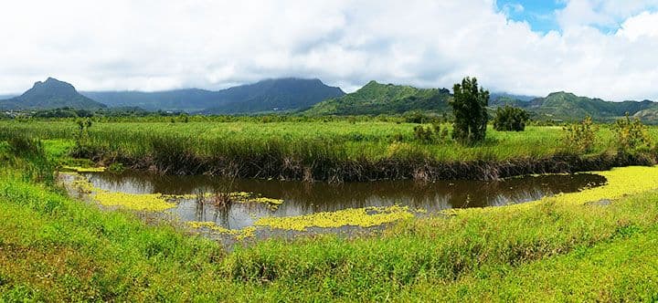 Hiking Kawai Nui Marsh Trail