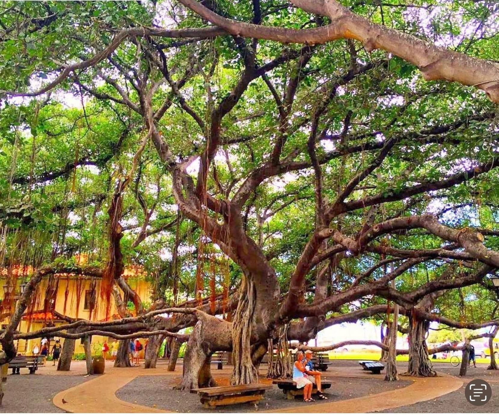 Photo courtesy of Lāhainā Restoration Foundation.