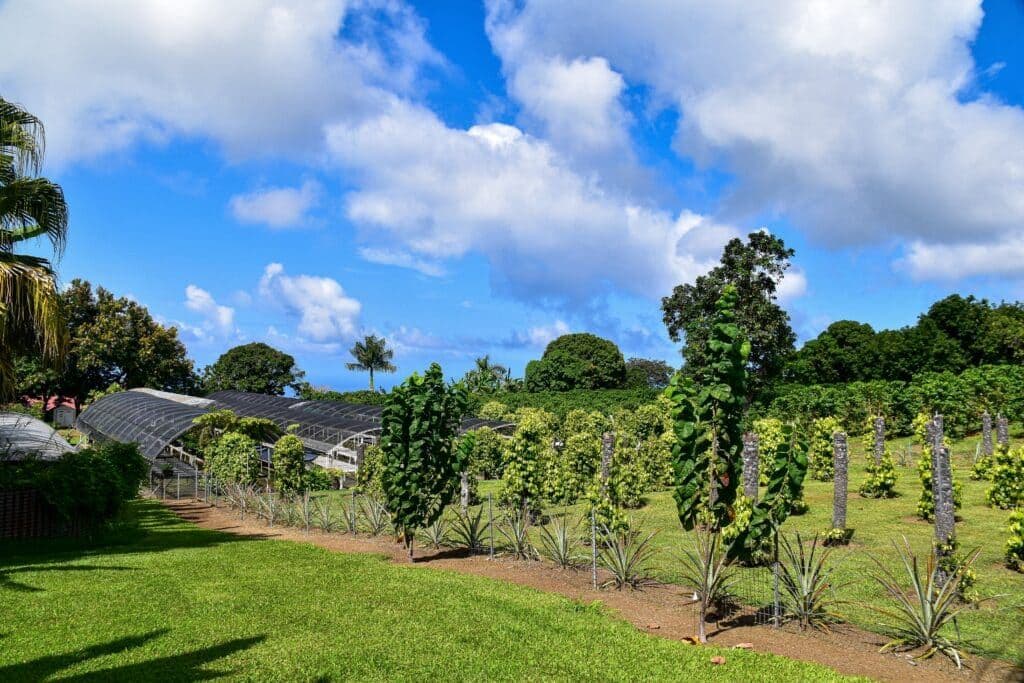 tropical kona coffee plantation