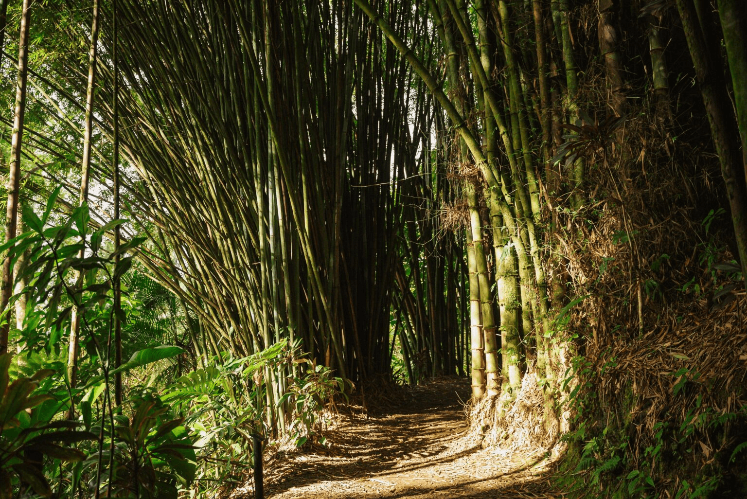 Garden of Eden Maui.