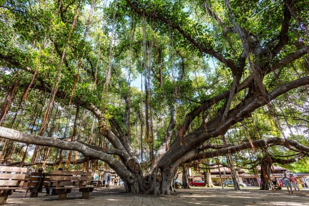 2017: The Historic Banyan Tree in Lahainahateii hawiia hawaii. hawaiii hawiaii hwaii hawaai hawall hawii hawwai hawwaii hawwii hiwaii haiwaii hawia hawwi 2347858349