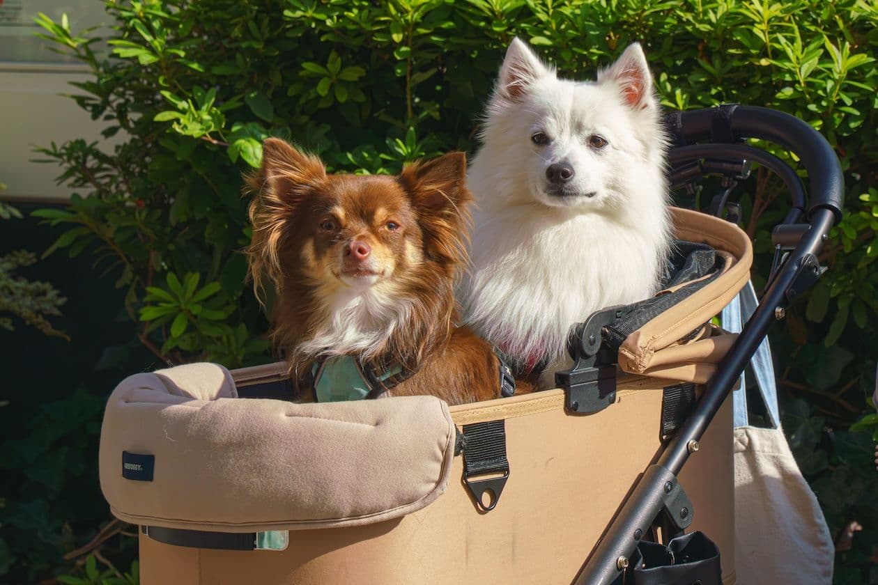 two dogs in a dog stroller