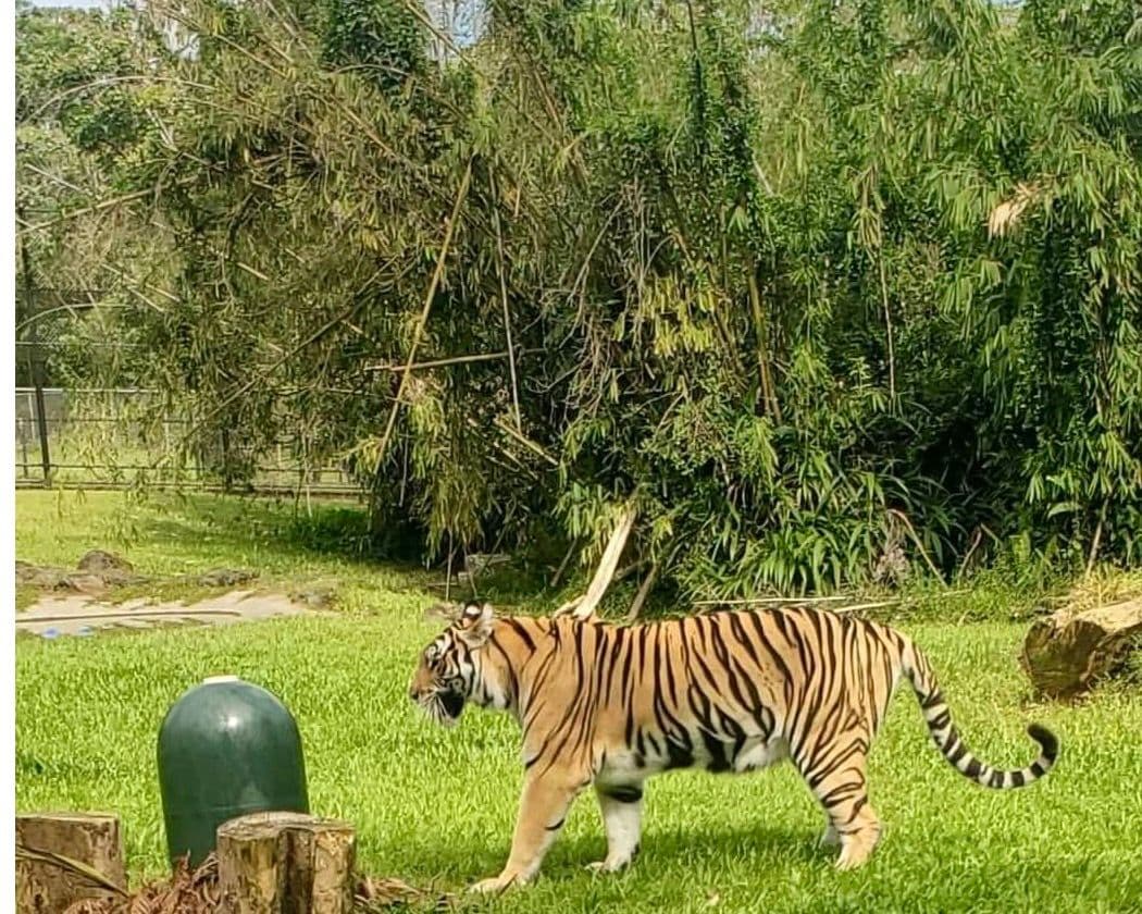 A tiger at Hilo zoo in Hawaii.