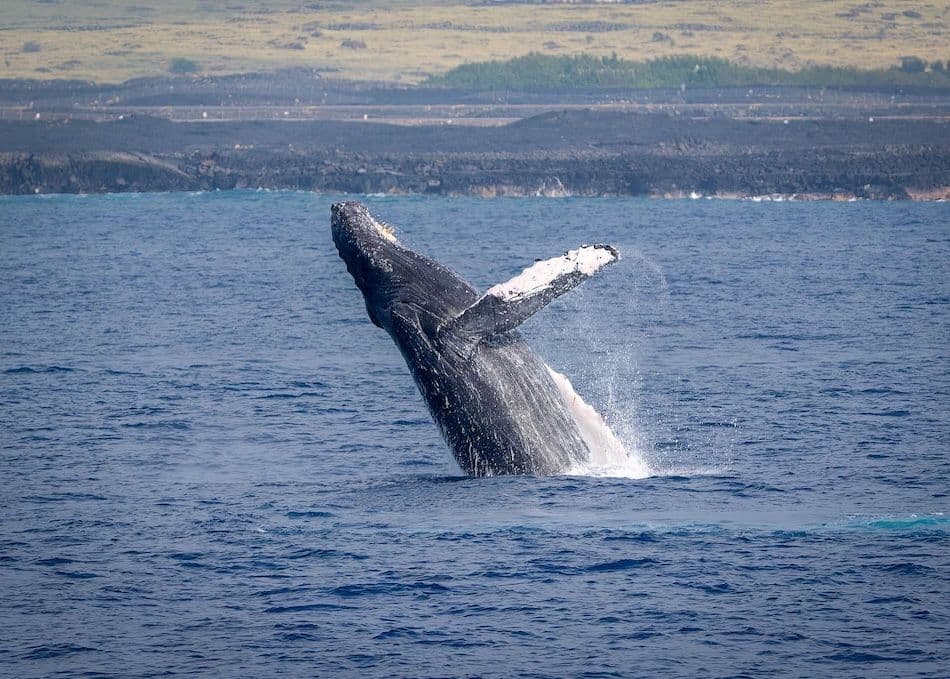 A whale jumping out of the ocean on Big Island Hawaii.