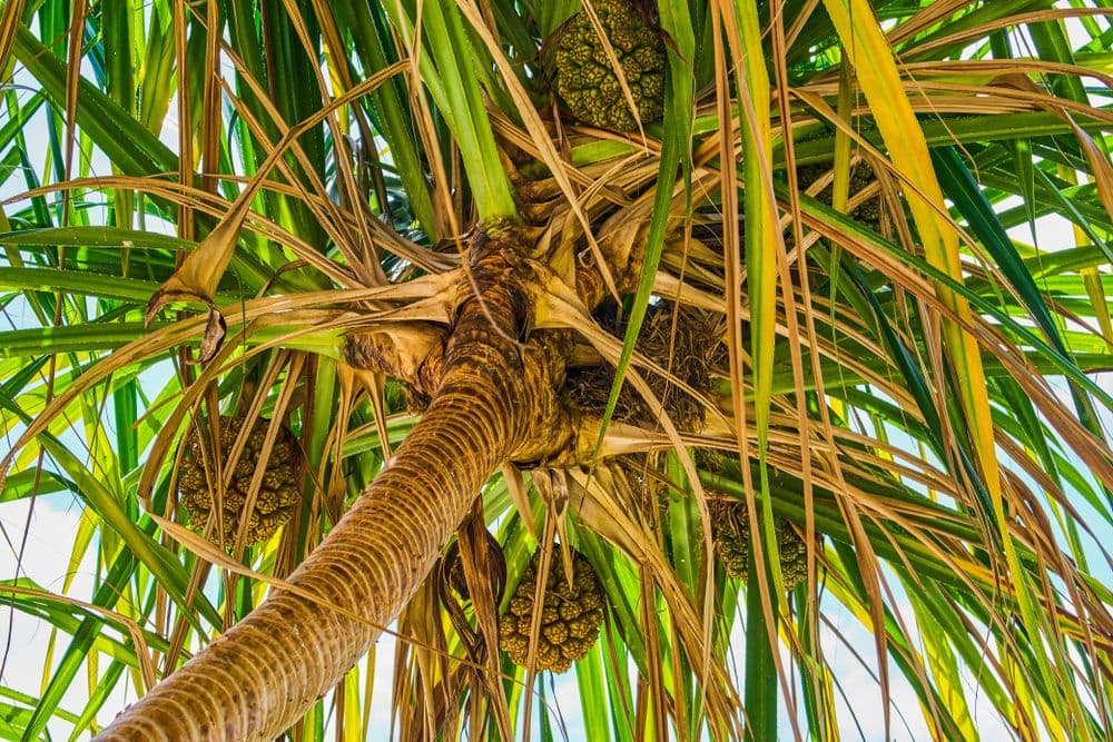 Hala Tree. Photo by Shutterstock.