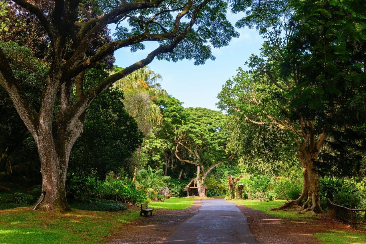 Forest path with bench