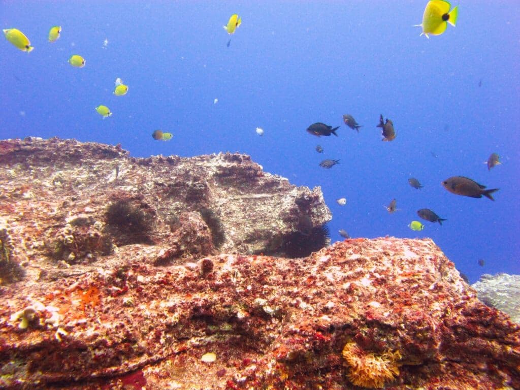 Niihauhateii hawiia hawaii. hawaiii hawiaii hwaii hawaai hawall hawii hawwai hawwaii hawwii hiwaii haiwaii hawia hawwi 1132823651