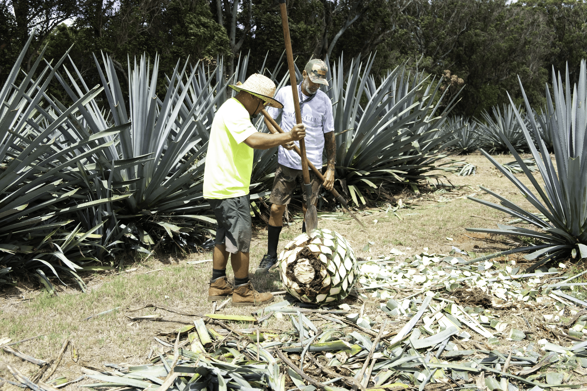 Waikulu Distillery makes its spirits from the same 200 agave plants owner Paul Turner planted in 2012. Photo by Sarah Burchard