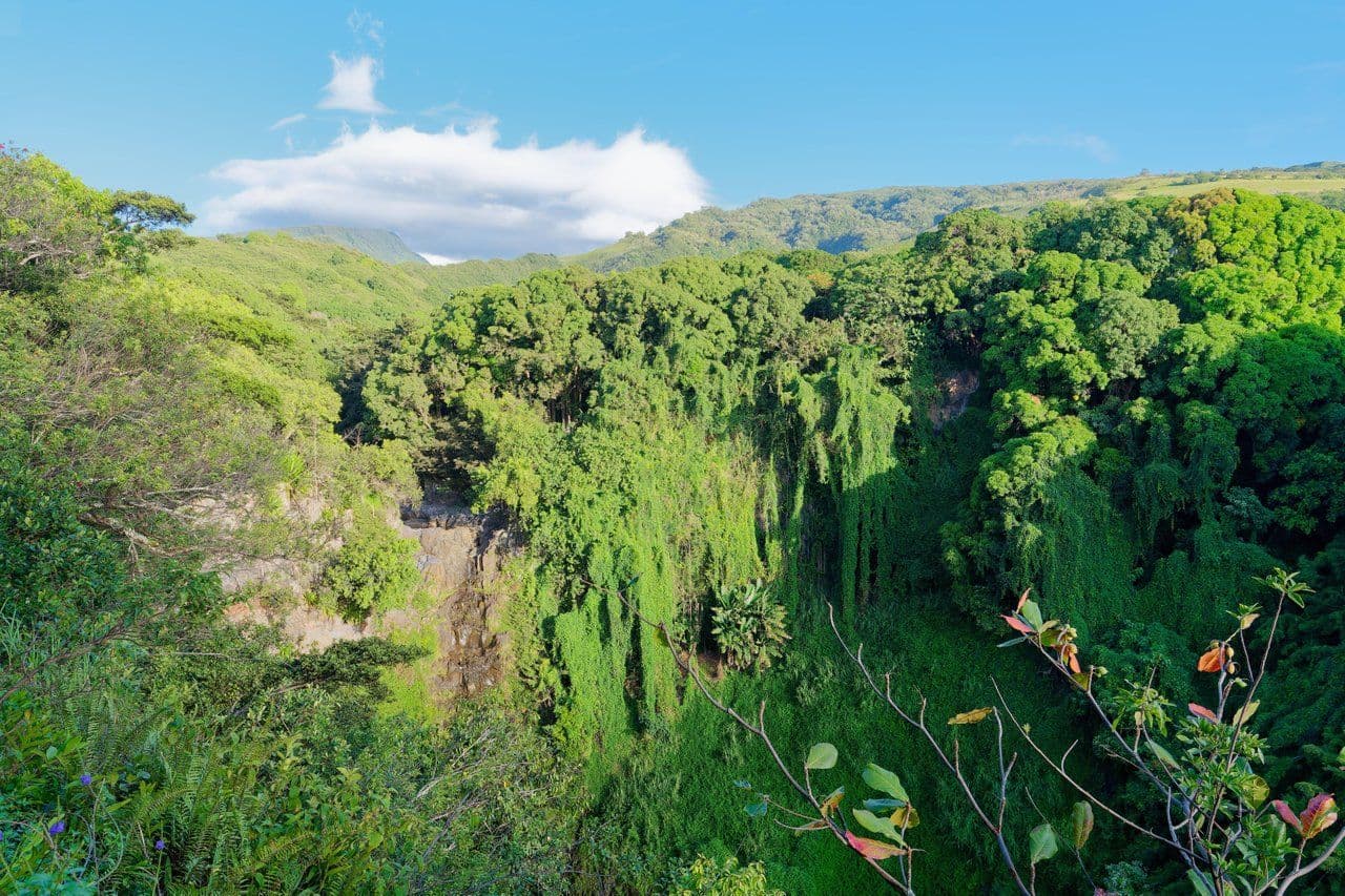 hiking trail in the rainforest