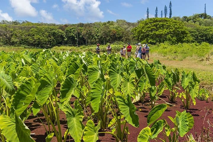 Image of Tasting Kauai