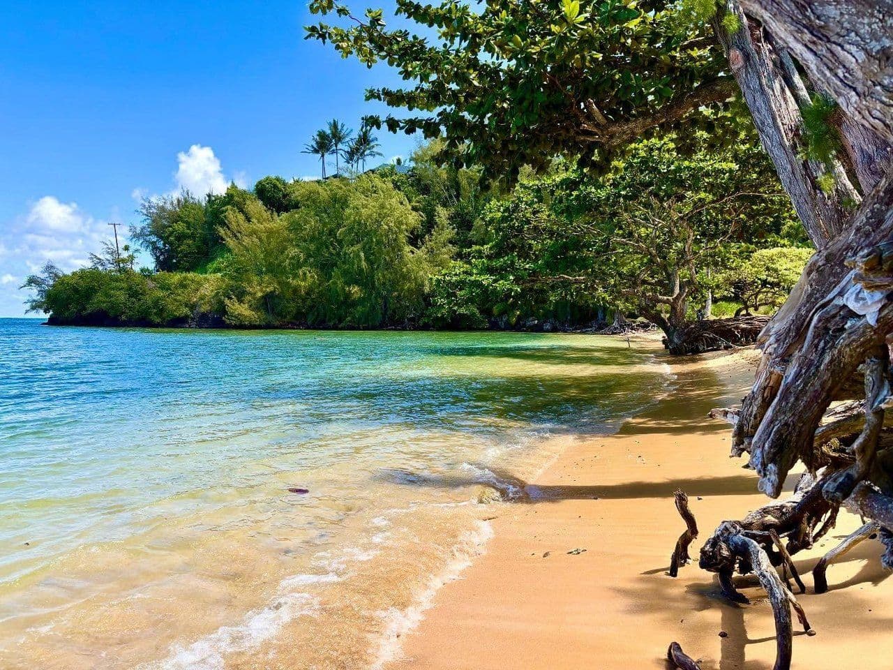 beautiful sandy beach with old trees and turquoise water