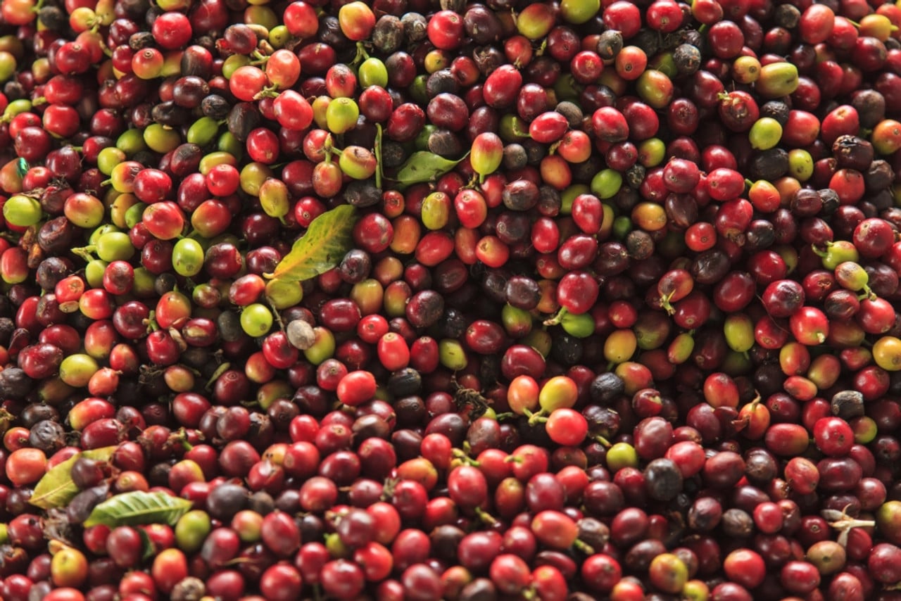 Fresh Kona coffee beans. Fresh Kona coffee beans.