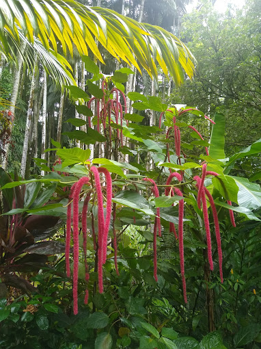 Local red chenille plant Local red chenille plant