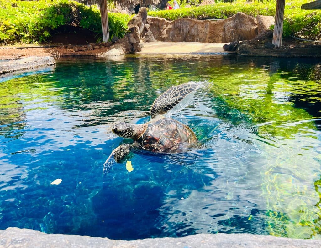 Green Sea Turtle (Maui Ocean Center) hateii hawiia hawaii. hawaiii hawiaii hwaii hawaai hawall hawii hawwai hawwaii hawwii hiwaii haiwaii hawia hawwi 2171523791