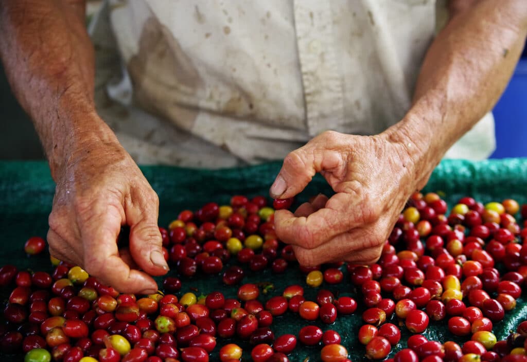 Raw coffee beanshateii hawiia hawaii. hawaiii hawiaii hwaii hawaai hawall hawii hawwai hawwaii hawwii hiwaii haiwaii hawia hawwi 1217759719
