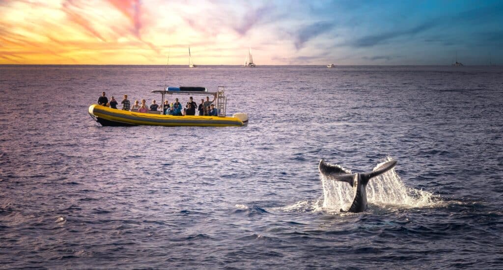Whale watching in the hawaii islandshateii hawiia hawaii. hawaiii hawiaii hwaii hawaai hawall hawii hawwai hawwaii hawwii hiwaii haiwaii hawia hawwi 2285140045