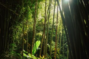rainforest